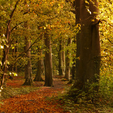 Wooded walk at killeen castle www.killeencastle.com