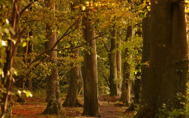 Autumn Breaks at Killeen Castle www.killeencastle.com