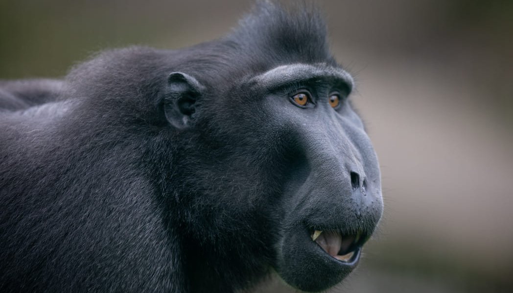 Macaque at Emerald Park www.killeencastle.com