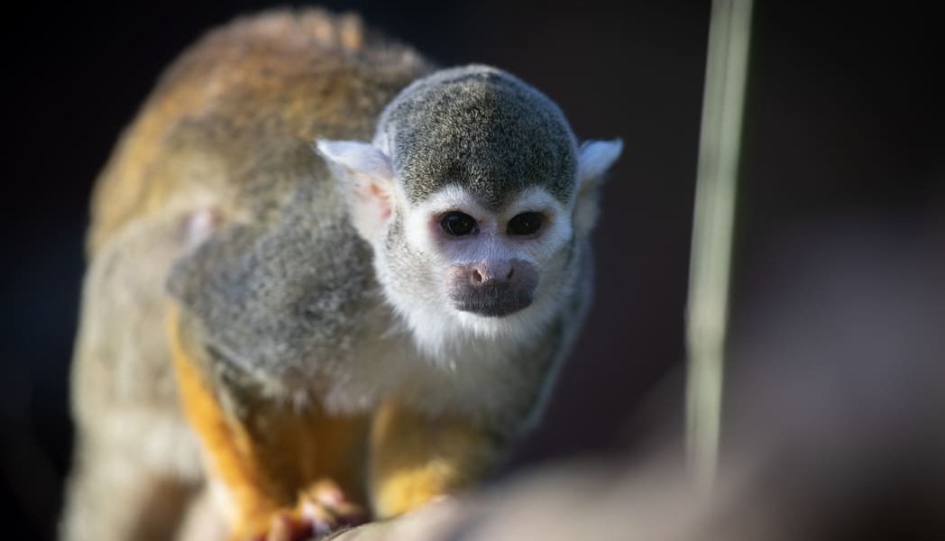Squirrel monkey  at Emerald Park www.killeencastle.com